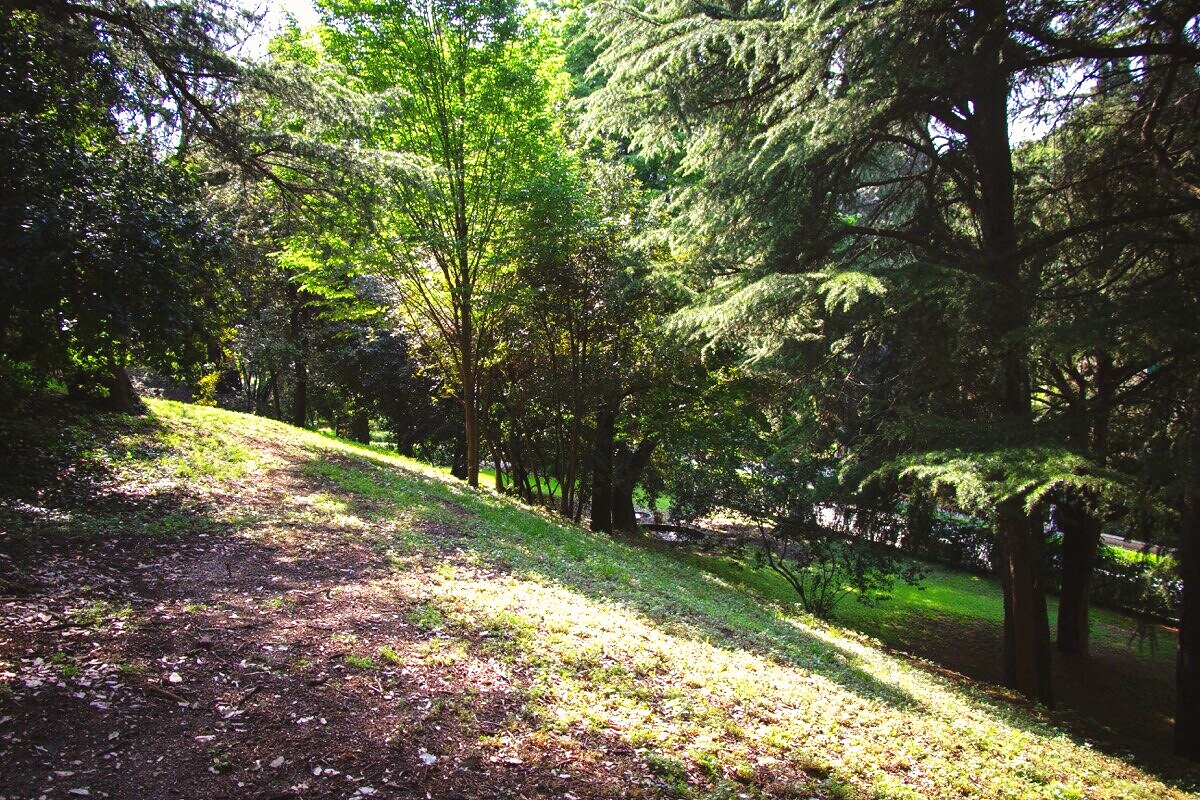 Scorcio del parco di Villa Giolai con alberi e prato in pendenza